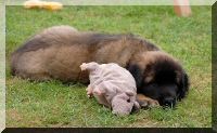 leonberger 047.jpg